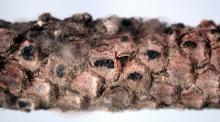 Image related to Pine (Pinus spp.)-Sirococcus Shoot Blight