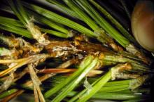 Image related to Pine (Pinus spp.)-Tip Blight