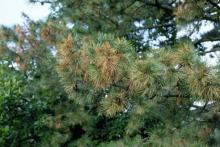 Image related to Pine (Pinus spp.)-Tip Blight