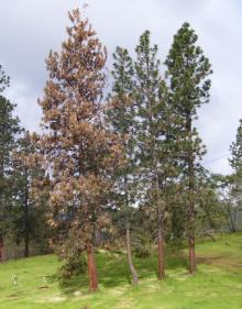 Image related to Pine (Pinus spp.)-Tip Blight