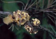 Image related to Pine (Pinus spp.)-Western Gall Rust