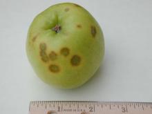 Image related to Plant Nutrition Diagnosis