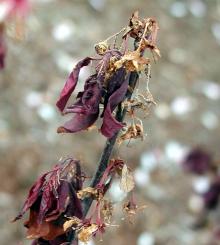 Image related to Plum, Flowering-Brown Rot Blossom Blight