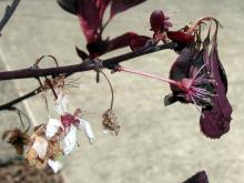 Image related to Plum, Flowering-Brown Rot Blossom Blight