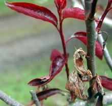 Image related to Plum, Flowering-Brown Rot Blossom Blight