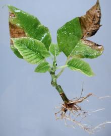 Image related to Poinsettia (Euphorbia pulcherrima)-Bacterial Canker