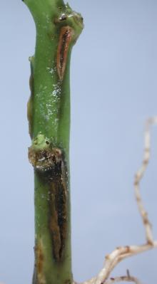 Image related to Poinsettia (Euphorbia pulcherrima)-Bacterial Canker