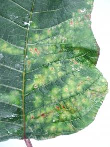 Image related to Poinsettia (Euphorbia pulcherrima)-Bacterial Canker