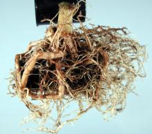 Image related to Poinsettia (Euphorbia pulcherrima)-Pythium Root Rot