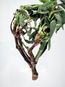 Image related to Poinsettia (Euphorbia pulcherrima)-Pythium Root Rot