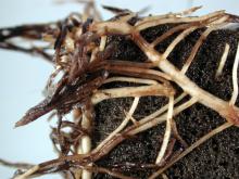 Image related to Poinsettia (Euphorbia pulcherrima)-Pythium Root Rot