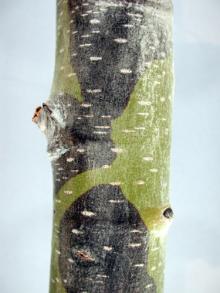 Image related to Poplar (Populus spp.)-Bacterial Blight