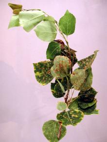 Image related to Poplar (Populus spp.)-Bacterial Blight