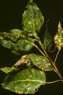 Image related to Poplar (Populus spp.)-Bacterial Blight