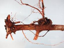 Image related to Poplar (Populus spp.)-Crown Gall