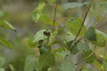 Image related to Poplar (Populus spp.)-Leaf and Shoot Blight