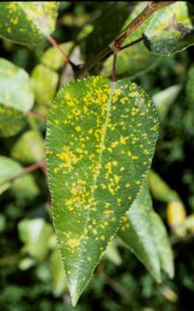 Image related to Poplar (Populus spp.)-Leaf Rust