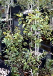 Potted poplar tree