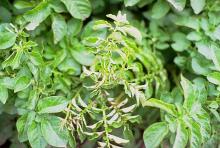 Image related to Potato (Solanum tuberosum)-Aster Yellows (Late-breaking Virus)