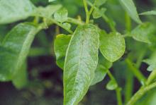 Image related to Potato (Solanum tuberosum)-Black Dot