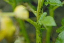 Image related to Potato (Solanum tuberosum)-Black Dot