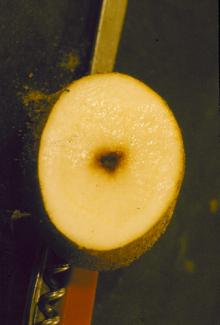 Image related to Potato (Solanum tuberosum)-Black Spot (Internal Black Spot)