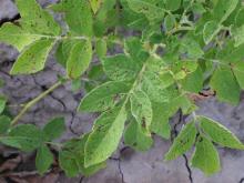 Image related to Potato (Solanum tuberosum)-Early Blight