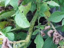 Image related to Potato (Solanum tuberosum)-Early Blight