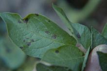 Image related to Potato (Solanum tuberosum)-Early Blight