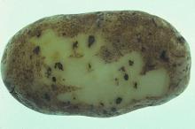 Image related to Potato (Solanum tuberosum)-Early Blight