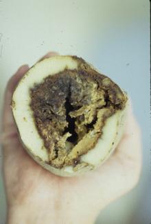 Image related to Potato (Solanum tuberosum)-Fusarium Dry Rot