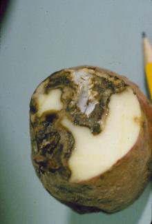 Image related to Potato (Solanum tuberosum)-Fusarium Dry Rot