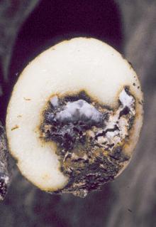 Image related to Potato (Solanum tuberosum)-Fusarium Dry Rot