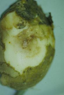 Image related to Potato (Solanum tuberosum)-Late Blight