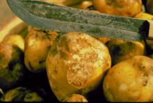 Image related to Potato (Solanum tuberosum)-Late Blight