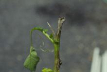 Image related to Potato (Solanum tuberosum)-Late Blight