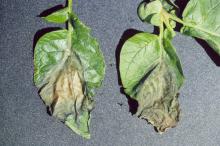 Image related to Potato (Solanum tuberosum)-Late Blight