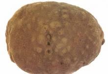 Image related to Potato (Solanum tuberosum)-Nematode, Root-knot