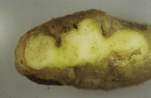 Image related to Potato (Solanum tuberosum)-Nematode, Root-knot