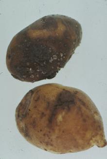 Image related to Potato (Solanum tuberosum)-Pink Rot