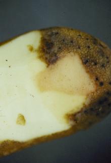 Image related to Potato (Solanum tuberosum)-Pink Rot