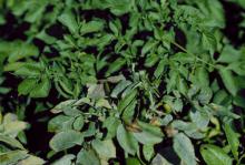 Image related to Potato (Solanum tuberosum)-Powdery Mildew