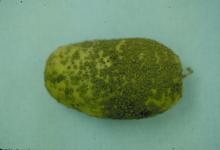 Image related to Potato (Solanum tuberosum)-Powdery Scab