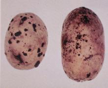 Image related to Potato (Solanum tuberosum)-Rhizoctonia Canker (Black Scurf)