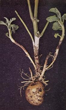 Image related to Potato (Solanum tuberosum)-Rhizoctonia Canker (Black Scurf)