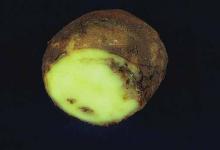 Image related to Potato (Solanum tuberosum)-Ring Rot