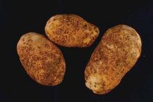 Image related to Potato (Solanum tuberosum)-Scab, Common