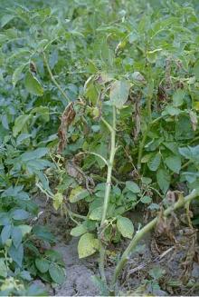 Image related to Potato (Solanum tuberosum)-Verticillium Wilt (Potato Early Dying)