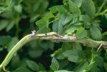 Image related to Potato (Solanum tuberosum)-White Mold (Sclerotinia Stem Rot)