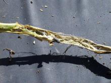 Image related to Potato (Solanum tuberosum)-White Mold (Sclerotinia Stem Rot)